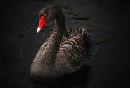 Is the COVID-19 Outbreak a Black Swan or the New Normal?